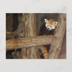 Klimatpanda-vykort Vykort