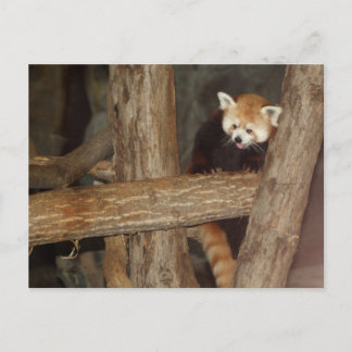 Klimatpanda-vykort Vykort