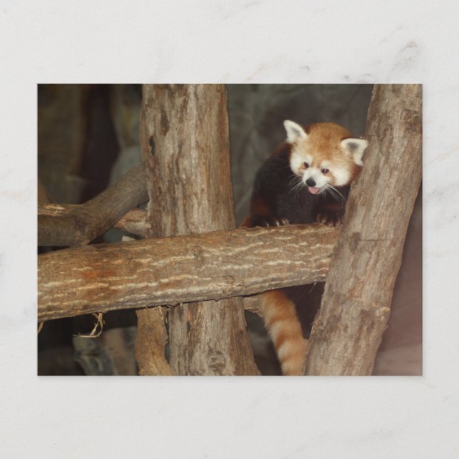 Klimatpanda-vykort Vykort (Framsida)