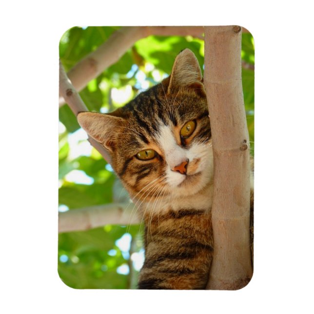Klimerkatt Magnet (Vertikal)