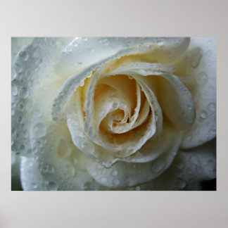 Klining Iceberg Rosa Poster