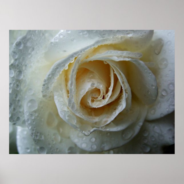 Klining Iceberg Rosa Poster (Framsidan)