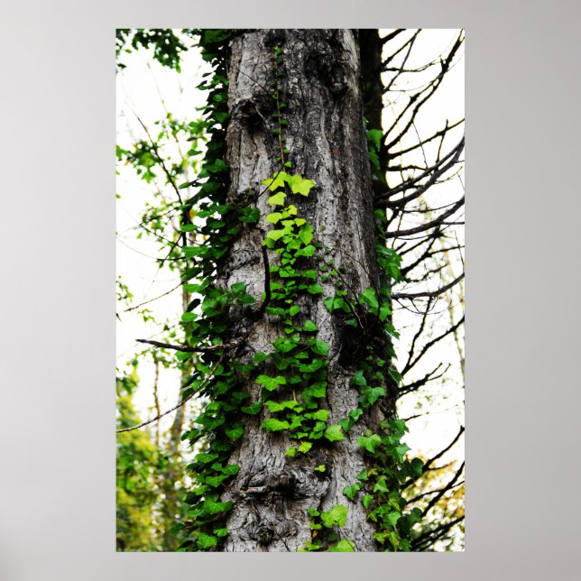Klining Ivy Poster (Framsidan)