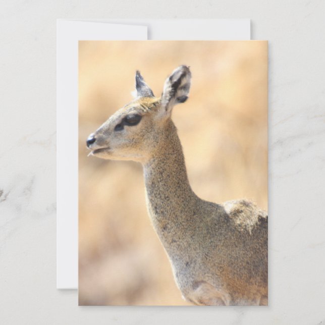 Klipcirkulantelope Julkort (Framsida)