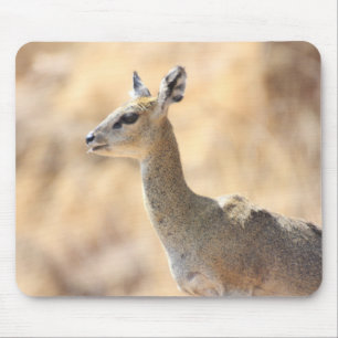 Klipcirkulantelope Musmatta