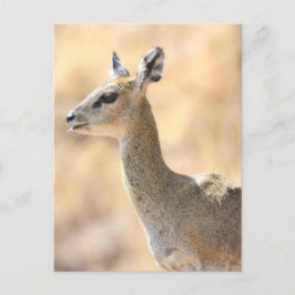 Klipcirkulantelope Vykort