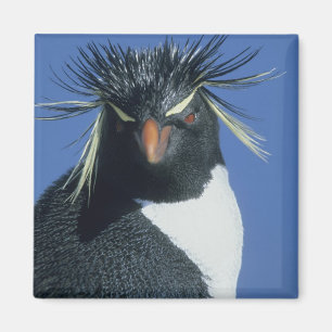 Klipp-hopp pingvin (Eudyptes chrysocome) Magnet