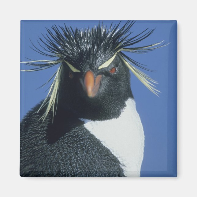 Klipp-hopp pingvin (Eudyptes chrysocome) Magnet (Framsidan)