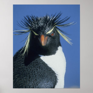 Klipp_pengvin (Eudyptes chrysocome) Poster