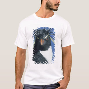 Klipp_pengvin (Eudyptes chrysocome) Tee