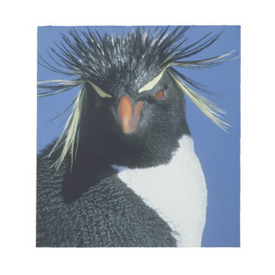 Klipp pingvin (Eudyptes chrysocome) Anteckningsblock
