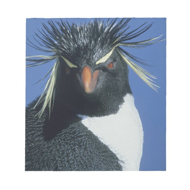 Klipp pingvin (Eudyptes chrysocome) Anteckningsblock (Framsida)