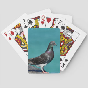 Klippduva Casinokort
