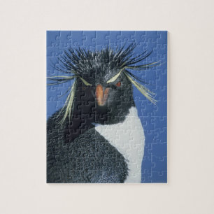 Klipphoppardvinge (Eudyptes chrysocome) Pussel