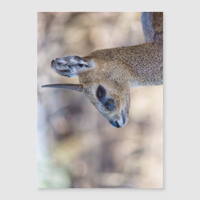 KlipPorträtt (Framsida)