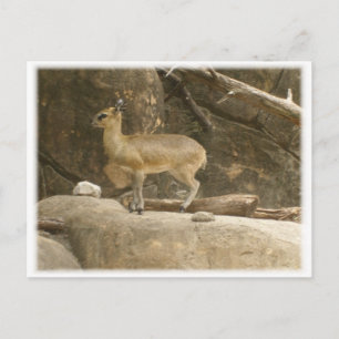 Klipspringer Vykort