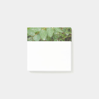 Klisterlappar med regndroppar på gröna blad post-it block