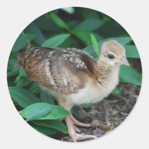 Klistermärke för babypåfågelchick