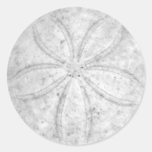 Klistermärke för Sanddollar