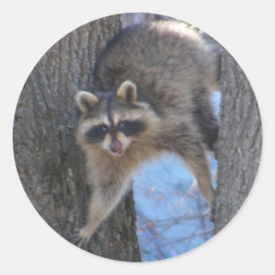 Klistermärke för Treed Coon~