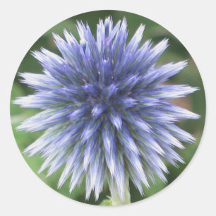 Klistermärke för vit- och blåttjordklotThistle