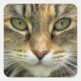 Klistermärke med randig katt med gröna ögon porträ
