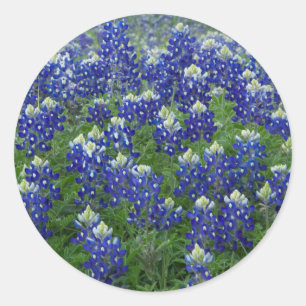 Klistermärkear för foto för Texas Bluebonnetsf Runt Klistermärke
