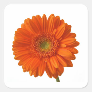 Klistermärkear för orange daisy fyrkantigt klistermärke