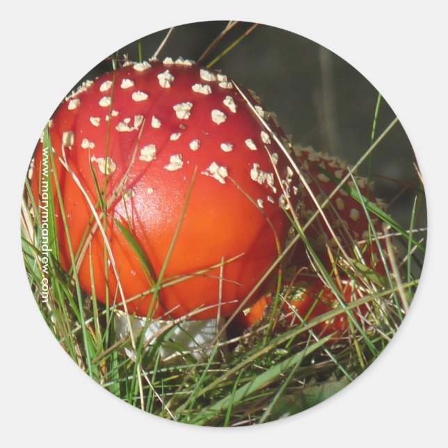 Klistermärken för växthus (Framsida)