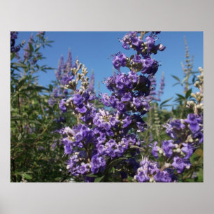 Klistra in Träd Lila blommor Poster