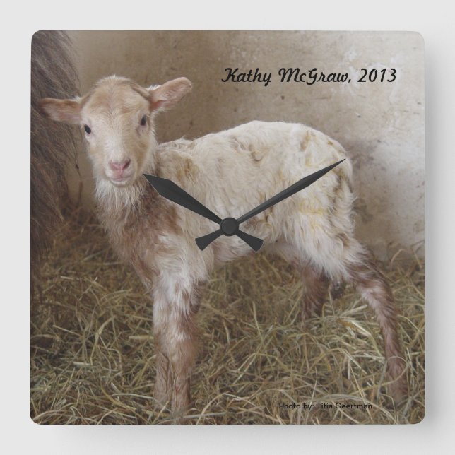 Klock: lamb KathyMcGraw Fyrkantig Klocka (Framsida)