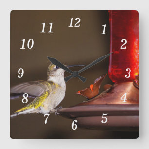 Klocka av honlig ruby-throated Hummingbird