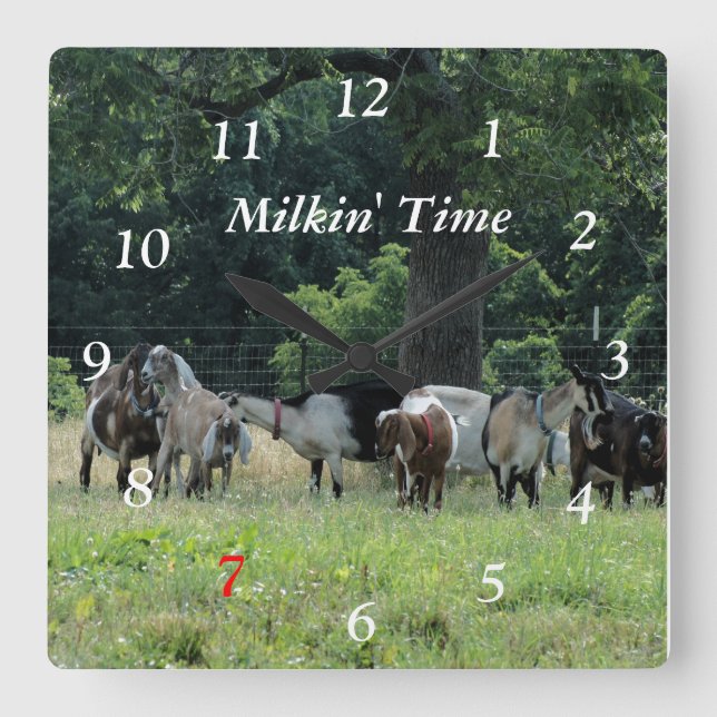 Klocka för mjölkgetter - anpassa storlekt (Framsida)