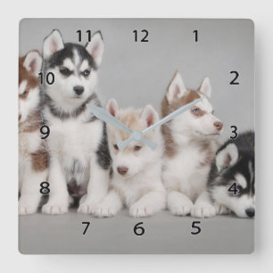 Klocka på Siberian husky-kvadratväggen