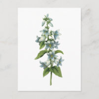 klockblommor (Campanula sp.) av Redouté