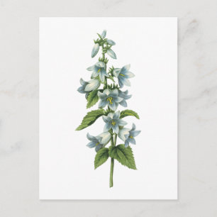 klockblommor (Campanula sp.) av Redouté Vykort