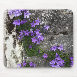 Klockblommor växer på en vägg musmatta