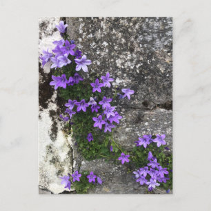 Klockblommor växer på en vägg vykort