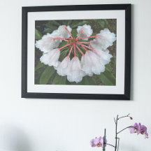 Klockformade Rhododendron Blommig Fotografisk