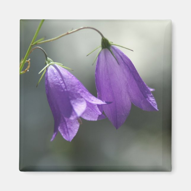 klockor av hemligmagnet magnet (Framsidan)