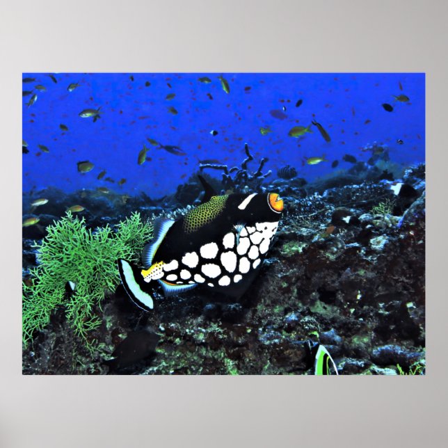 Klogerfisk på rev poster (Framsidan)