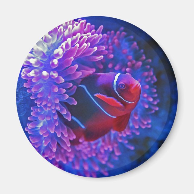 Klonad fisk Sea anenome Tropical Sea Blue Red Magnet (Framsidan)