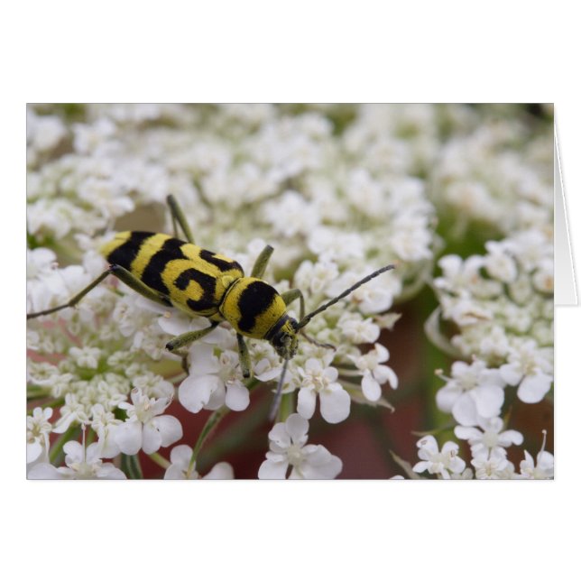 Klorophorus varius hälsningskort (Framsidan Horizontal)