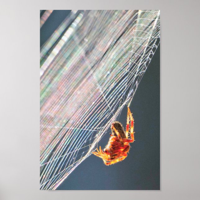 Klotspindel på nät  poster (Framsidan)
