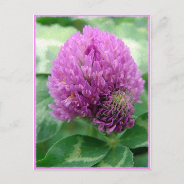 Klöver Art Vykort (Framsida)