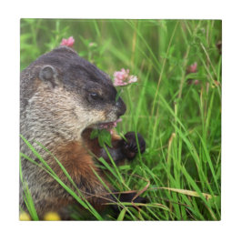 Klöver-ätande Groundhog Kakelplatta