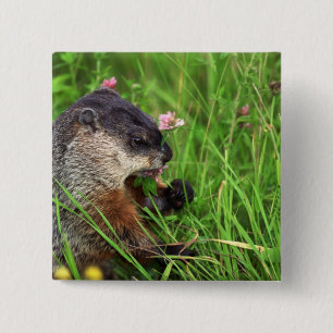 Klöver-ätande Groundhog Knapp