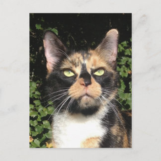 Klöver Calico Vykort