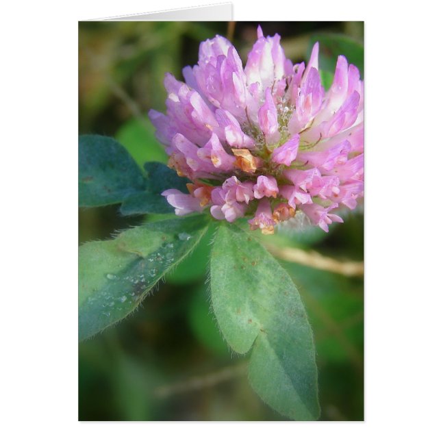 Klöver Hälsningskort (Framsidan)