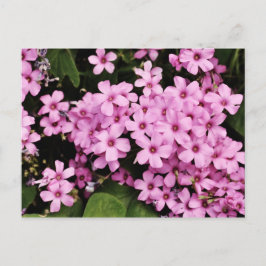 Klöverblommor - vykort